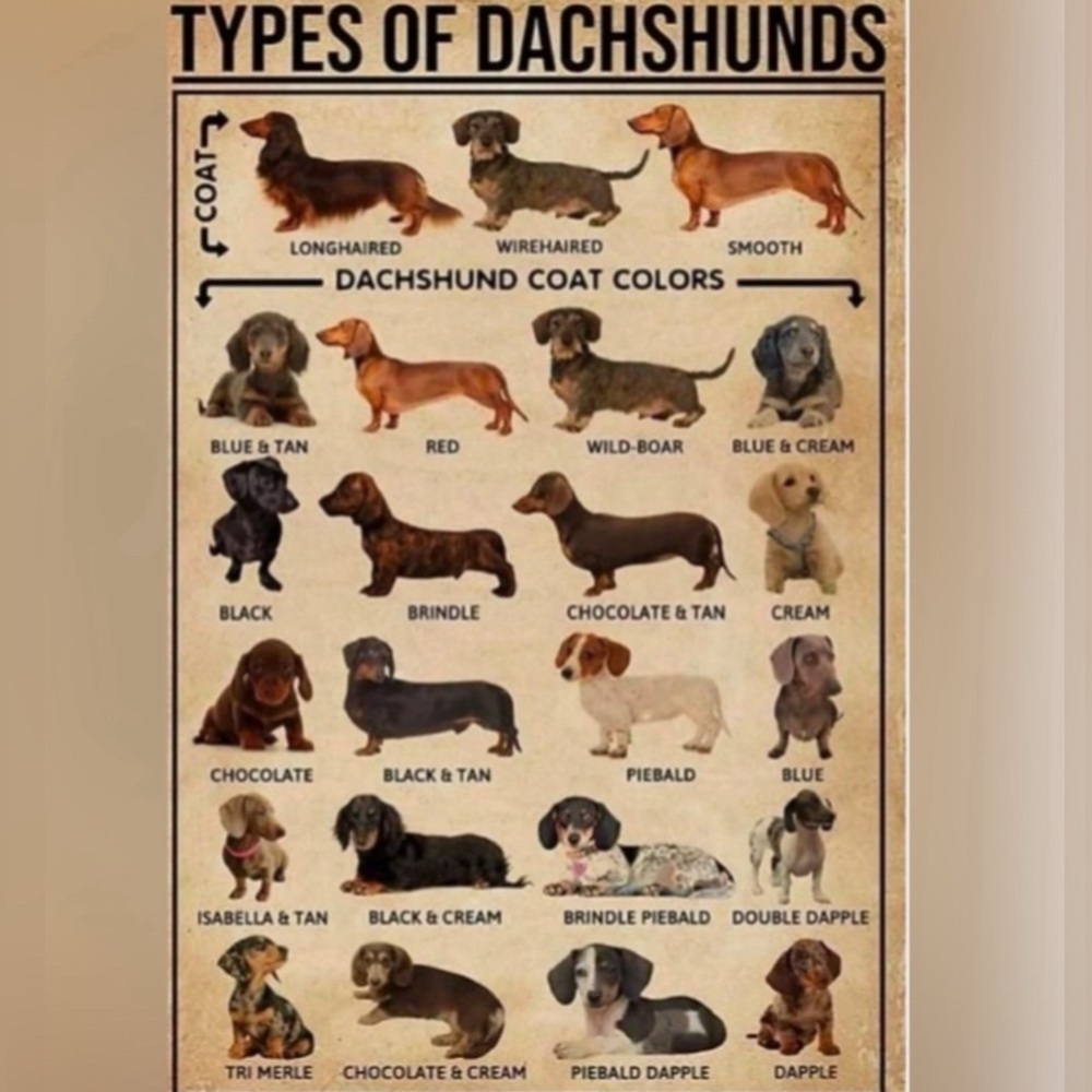 Dachshund Doxie‎ Weiner Sausage Dog Novelty Crew Tube Socks Unisex Men’s Women’s - Picture 14 of 14